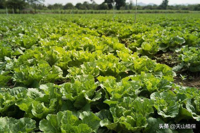 铵态氮肥硝态氮肥有哪些共同点